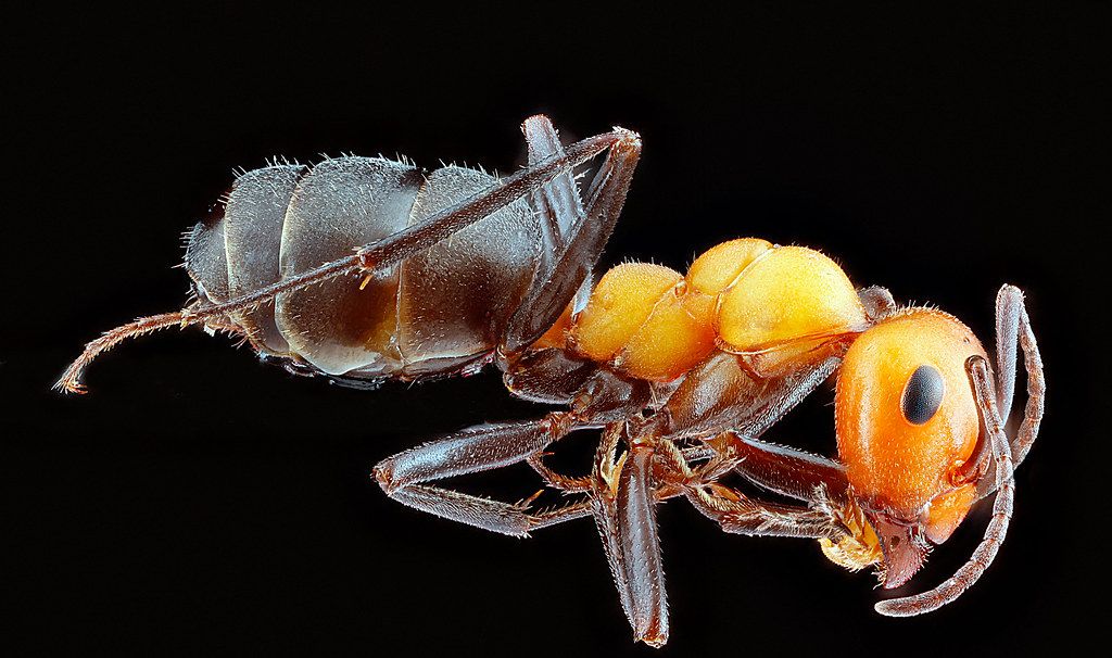 Ant Control service in Burlington, NC