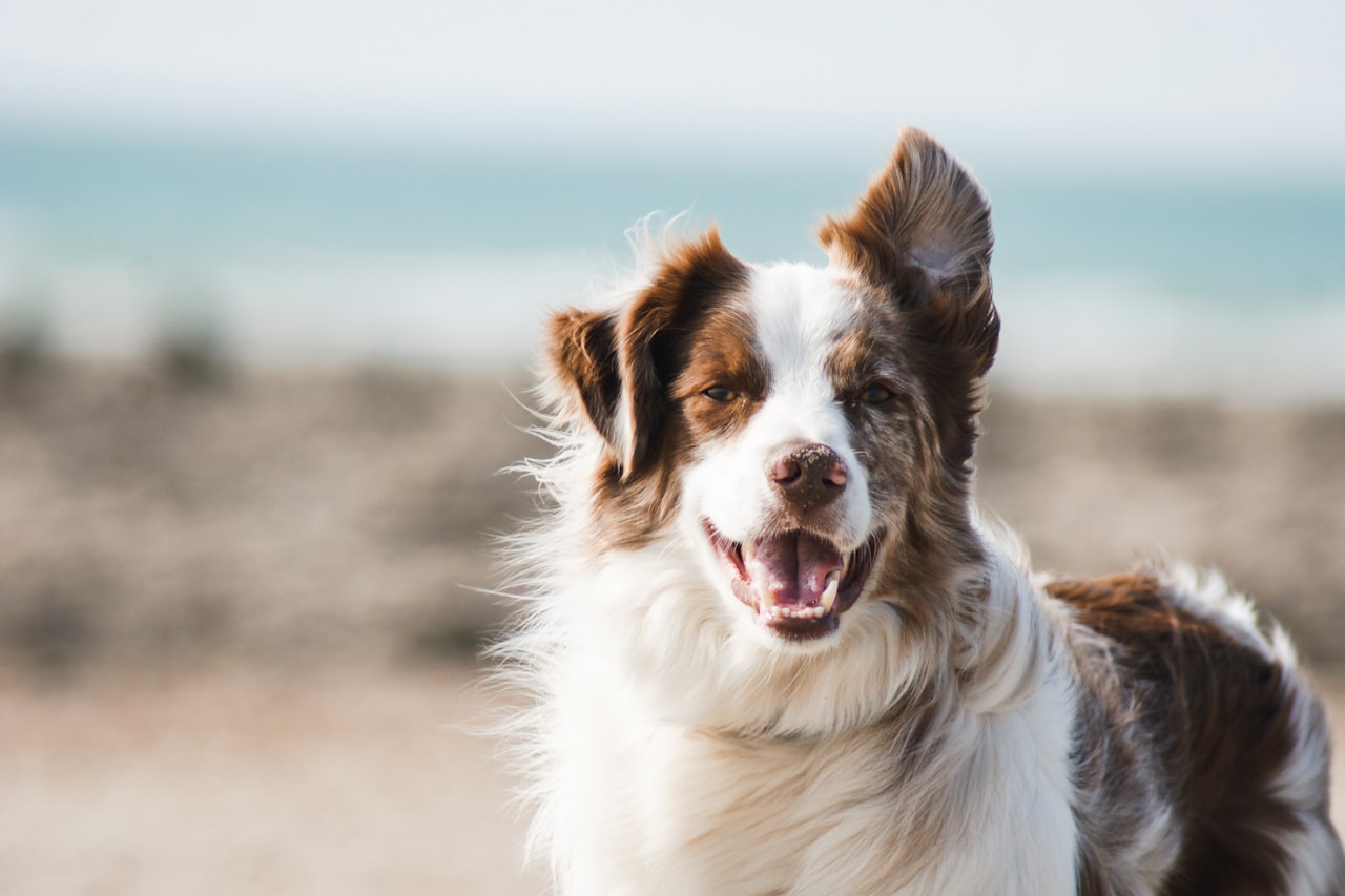 Flea & Tick Control service in Burlington, NC