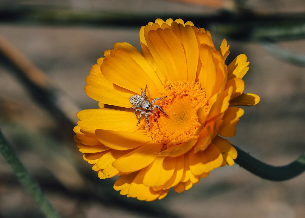 Spider Control service in Burlington, NC